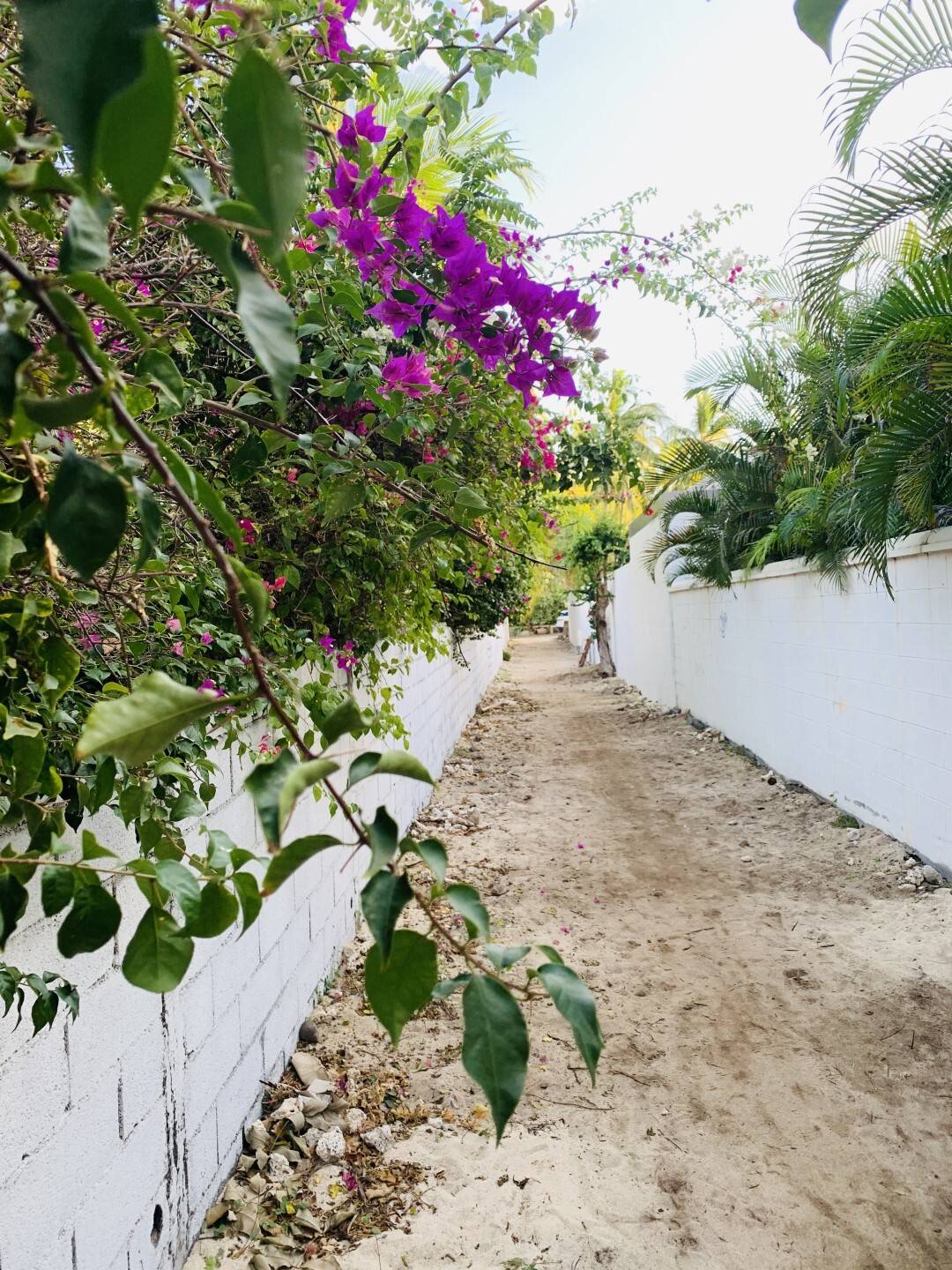 Allée sablonneuse bordée de bougainvilliers roses et de murs blancs vers la plage
